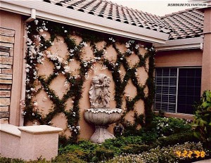 Jasminum polyanthum - wall